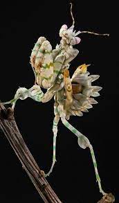 An alien enterprise, by timothy good. Praying Mantis Alien Race Humanoid Beautiful Bugs Insects Praying Mantis