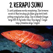 Kerapu adalah ikan anggota sejumlah genus dalam anaksuku epinephelinae, suku serranidae dalam seri perciformes. Kerapusultan Tingkatan Ikan Kerapu Siapa Nih Yang Facebook