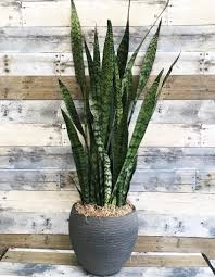 Image result for Sansevieria metallica