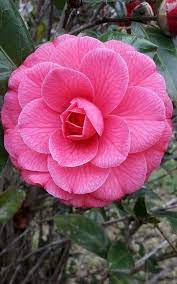 70 Flowers With Meaning Flowersandflowerthings Beautiful Rose Flowers Flowers Photography Beautiful Beautiful Flowers