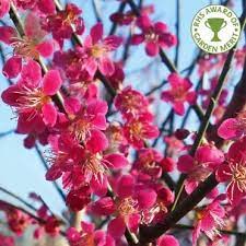 Pink blossom tree identification uk. Pink Red Flowering Trees Ornamental Trees Ltd