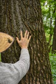 Check out the association of nature and forest therapy for more information on the program: Becoming A Forest Therapy Guide Nature Connection Guide