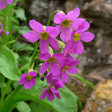 Image result for Primulaceae