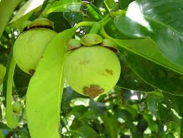 The barbados cherry is a fast growing bushy tree that can be trained as a standard or shaped as a hedge. Mangosteen World Crops Database Tropical Fruits