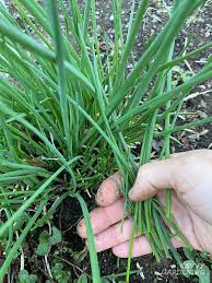 How to harvest chives from garden. How To Harvest Chives From The Garden Or Container Plantings