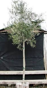 There is not one the western weeping Buy Trees Olive Tree Farm