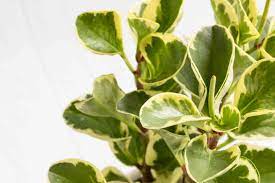 Also known as the baby rubber plant, it is actually unrelated to the hevea bransiliensis, the primary resource of natural rubber. Peperomia Plants Indoor Care And Growing Guide