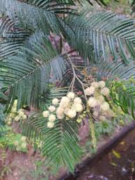 Image result for Acacia mearnsii