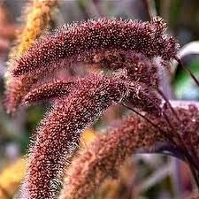 Image result for Setaria italica