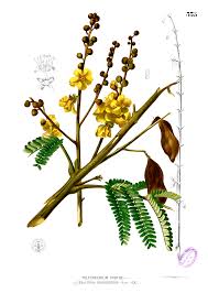 Image result for Peltophorum pterocarpum