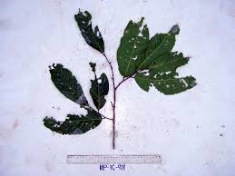 Image result for Monoon