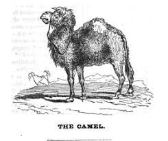 Most of the principal routes were west of the tibesti mountains and tended to shift somewhat over time, although the easternmost of these—which ran northward from lake chad to bilma (now in niger) and. Historic Alleys The Role Of Camels In The History Of Trade