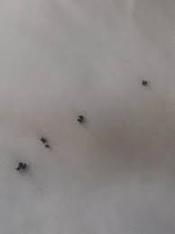 When eggs are deposited, male lifts Hi I Just Noticed This Kind Of Tiny Black Bugs On My Bed Sheets I Clean And Change My Sheets Every Week And Use Mite Spray Very Often Not Sure Why There