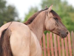 The buckskin color is a pale cream to golden tan. Dun Dilution Veterinary Genetics Laboratory