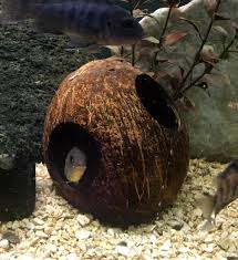 Aquarium Coconut Cave Pleco Cave Cichlid Cave Betta Fish Etsy Betta Fish Aquarium Accessories Aquarium Decorations