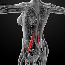 It's a critical muscle for holding your pelvis in place and reducing the torque on. 7 Ways To Tell If You Have A Psoas Muscle Imbalance Insync Physiotherapy