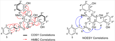 Image result for Sphaerocoryne gracilis