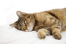 The good thing is that most illnesses have visible symptoms that will help you identify we are all wired differently on how we see things, especially subtle things, and there's no better way to describe a sick cat, considering they are. Caring For A Sick And Dying Cat Lovetoknow