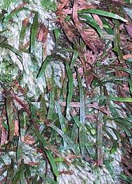 Image result for Grammitis cryptophlebia