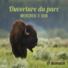 Pas du tout nous ne pouvions pas les voir de plus près, les animaux sont nombreux et heureux. A Muchedent Le Parc Reve De Bisons Rouvre Demain Les Informations Dieppoises