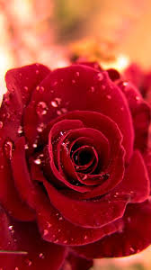 Check spelling or type a new query. Rose Pictures Wallpaper For Phone Best Hd Wallpapers Rose Flower Wallpaper Beautiful Rose Flowers Rose Flower Pictures
