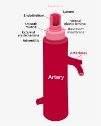 Explore more available science elements and. Arteries Diagram Arterial System Of Human Hd Png Download Kindpng