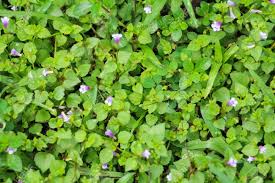 Maybe you would like to learn more about one of these? Green Grass And Small Purple Flowers At My Garden Thailand Stock Photo Picture And Royalty Free Image Image 46937662