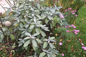 Und auch in der kultur der indianer. Salbei Pflege Salbei Pflanzen Schneiden Und Uberwintern