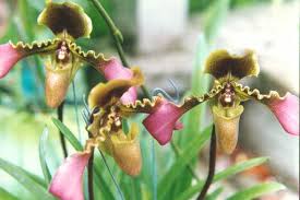 Internet Orchid Species Photo Encyclopedia