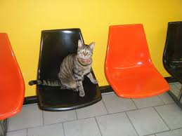 Animal hospitals have also been called veterinary hospitals, vet clinics, and pet clinics. Chicago Pet Clinic 11 Photos 110 Reviews Veterinarians 3510 N Cicero Ave Portage Park Chicago Il Phone Number Yelp