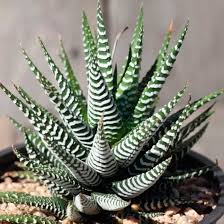 Image result for Habenaria attenuata