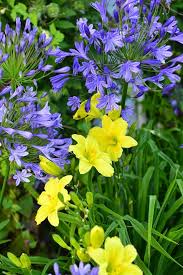Pin On Shoot S Guest Gardening Board