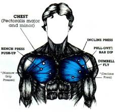 The pectoralis major, or chest muscle, is composed of both an upper and a lower portion, and most guys need to do exercises that emphasize the upper portion in particular. Developing Those Chest Muscles Caloriebee Diet Exercise