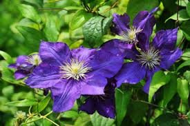 Maybe you would like to learn more about one of these? Discover Great Flowering Vine Plants