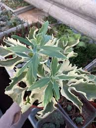 Image result for Kalanchoe laciniata