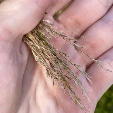 Image result for Neyraudia