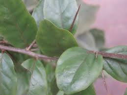 Image result for Dovyalis rhamnoides