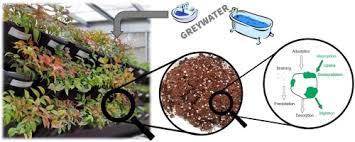 Whatever your water source, grow plants that produce food, provide habitat to wildlife, or create other beneficial uses most fruit trees thrive on greywater, and there are many delicious options! Green Walls For Greywater Reuse Understanding The Role Of Media On Pollutant Removal Sciencedirect