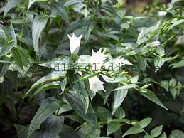 Image result for Gentiana asclepiadea alba