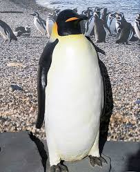 What do you get when you cross a penguin and an alligator? Emperor Penguin Online Learning Center Aquarium Of The Pacific