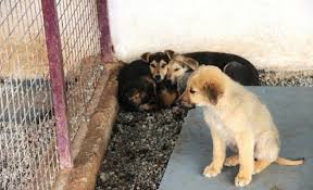 Bodrum Da Akil Almaz Olay