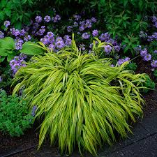 Image result for hakonechloa macra nicolas