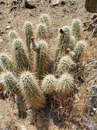 Image result for Cactaceae
