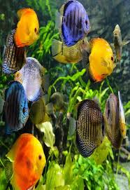 Check spelling or type a new query. Download Wallpaper Gerak Fish Pomacanthidae Marine Biology Organism Fish 903165 Wallpaperuse