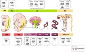 Frontiers Cellular And Molecular Mechanisms Of Kidney Development From The Embryo To The Kidney Organoid Cell And Developmental Biology Download 1,900+ royalty free kidney cartoon vector images. kidney development