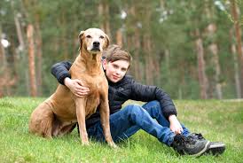 Image result for rhodéský ridgeback