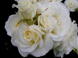 Photo about decorative white flower (rose) closeup isolated on white background / backdrop. White Rose Flowers Images Free Stock Photos Download 16 811 Free Stock Photos For Commercial Use Format Hd High Resolution Jpg Images