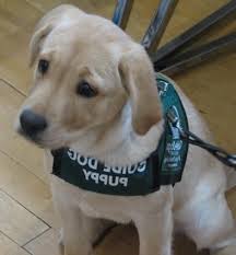 Page Not Found Facebook Dog Hero Guide Dog Service Dogs