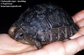 Image result for Chelonoidis microphyes