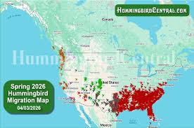 Hummingbird species of the world, 2026 hummingbird spring migration map, 2026  spring hummingbird tracker, 2025 fall migration sighting reports,  hummingbird gardening, feeders, albino hummingbirds, photographs, videos,  bookstore, links, and resources